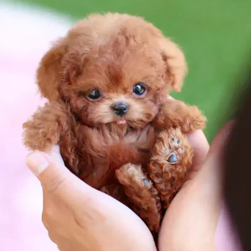 🐶Vordela - Mijn Realistic Robot Puppy